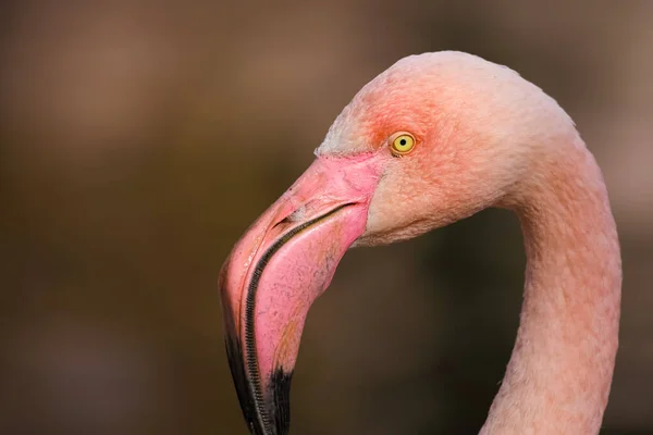 Closeup Portrait Beautiful Flamingo — Fotografia de Stock