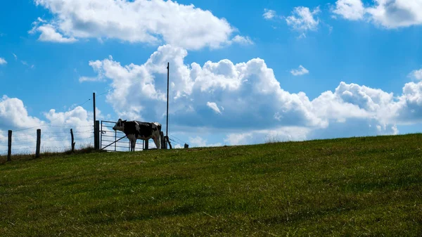 昼間は牛のいる緑の畑 — ストック写真