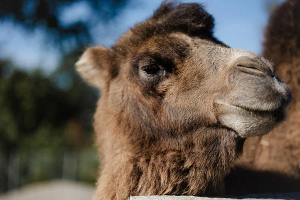 Porträt Eines Niedlichen Kamels Einem Zoo Sonnenlicht Mit Verschwommenem Hintergrund — Stockfoto