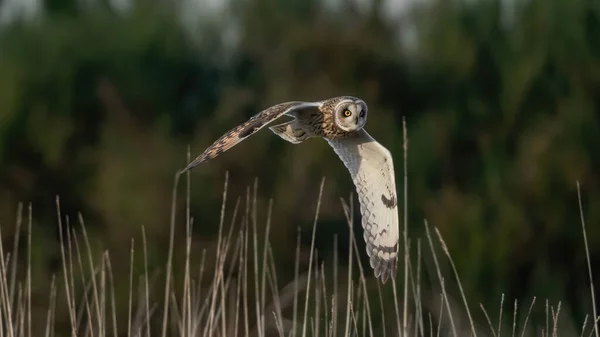 Een Close Opname Van Een Uil Die Weide Vliegt — Stockfoto