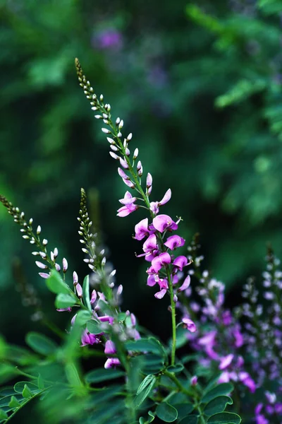 Tiro Vertical Uma Bela Ervilha Coral Roxo Florescendo Jardim — Fotografia de Stock