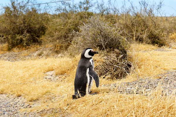 Primer Plano Pingüino Magallánico Punta Tombo Chubut Argentina — Foto de Stock