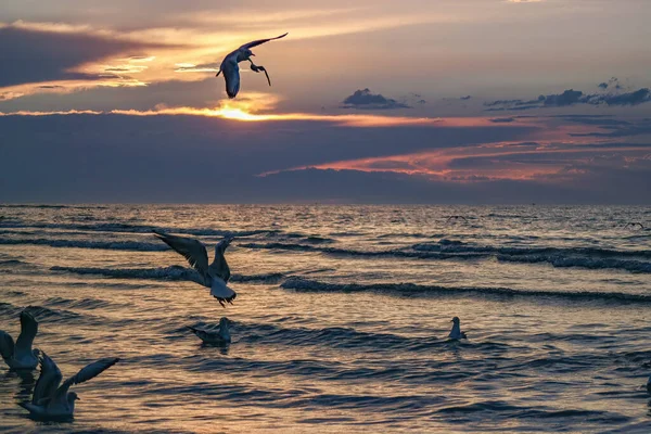 Beautiful Shot Seagulls Flying Sea Sunset — Foto Stock