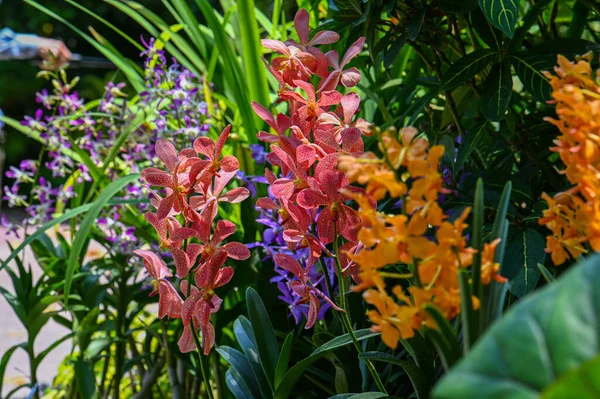 シンガポール植物園で異なるカラフルな蘭のクローズアップショット — ストック写真