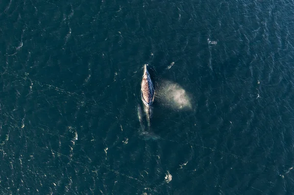 Plan Fascinant Certaines Baleines Dans Mer Baja Californie Mexici — Photo