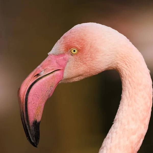 Closeup Portrait Beautiful Flamingo — Fotografia de Stock