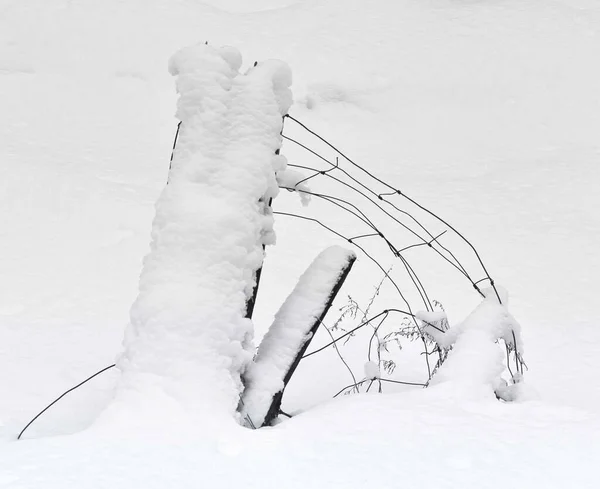 Närbild Trädgrenar Täckta Med Snö — Stockfoto