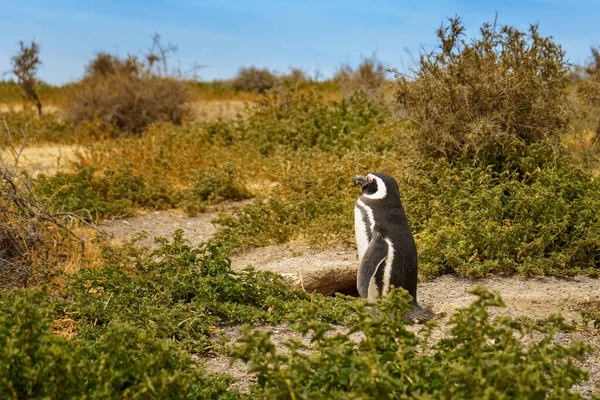 Primer Plano Pingüino Magallánico Punta Tombo Chubut Argentina — Foto de Stock