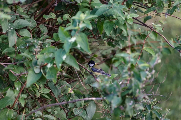 Zbliżenie Ujęcia Ptaka Siedzącego Liście Rośliny — Zdjęcie stockowe