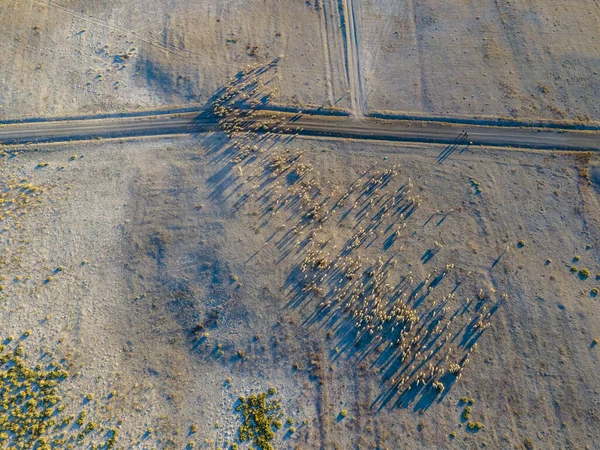 Aerial Shot Sheep Field Day — Stockfoto