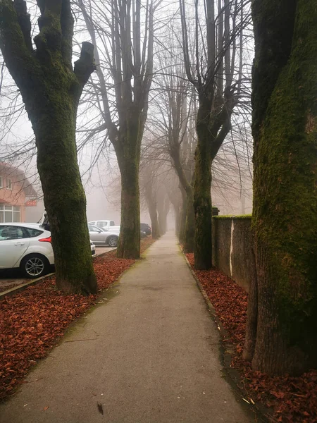 Misty Morning Walkway Park Delnice — Fotografia de Stock