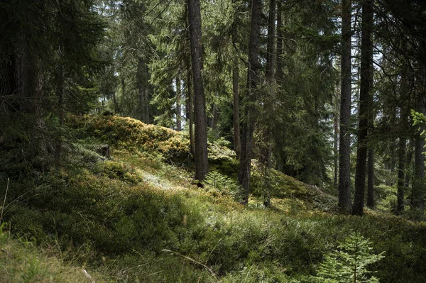 Uma Paisagem Florestal Áustria Verão — Fotografia de Stock