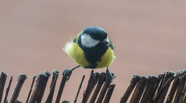 Selective Focus Shot Great Tit Bird Perched Fence — Fotografia de Stock