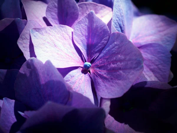 Hydrangea Macrophylla — 스톡 사진