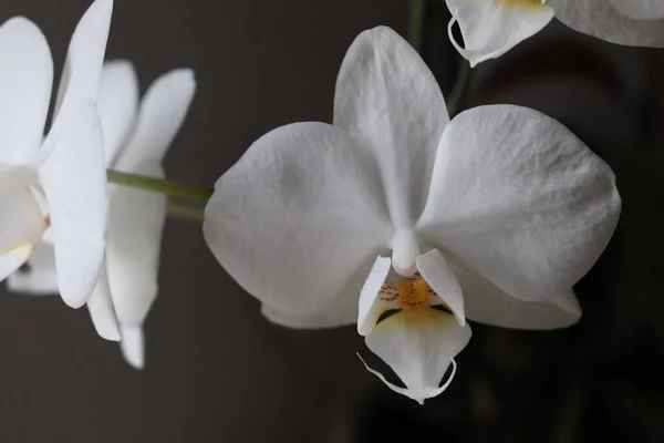 Closeup White Orchids Lights Blurry Background — Fotografia de Stock