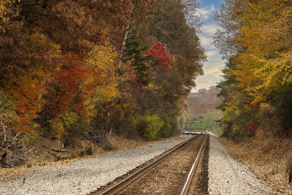 Uma Trilha Ferroviária Uma Floresta Coberta Plantas Amareladas Outono — Fotografia de Stock