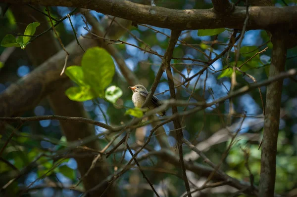 Ein Schöner Blassschnabel Blütenpecker Vogel Auf Einem Ast — Stockfoto