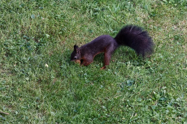 Adorable Écureuil Brun Moelleux Sur Terrain Herbeux Parc — Photo