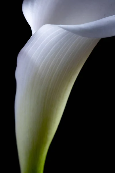 Vertical Shot Beautiful White Lily Black Background — Stock Photo, Image