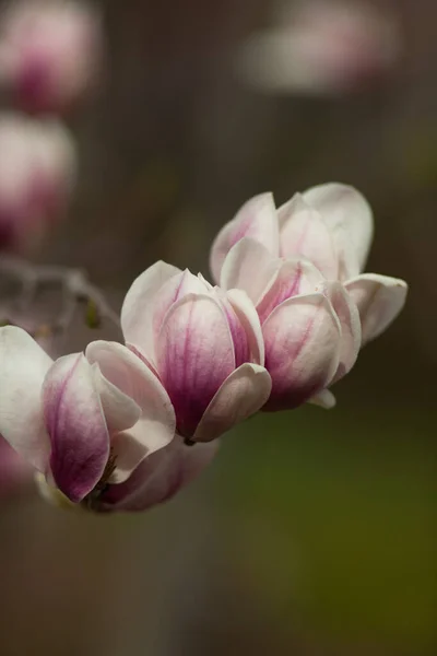 Крупный План Белых Розовых Цветов Магнолии — стоковое фото