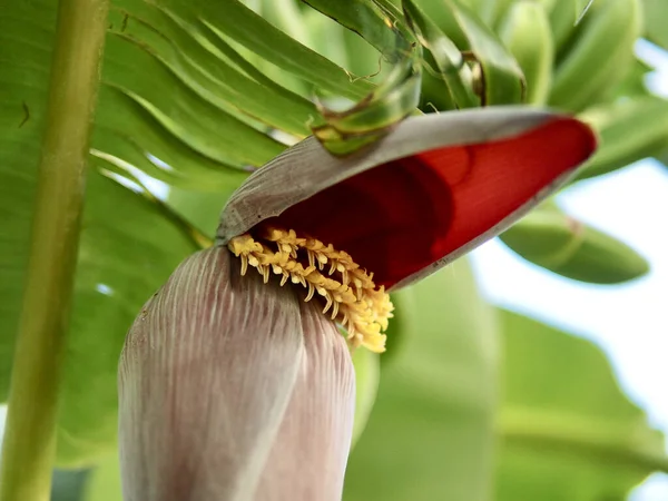 Primer Plano Una Flor Plátano Flor — Foto de Stock