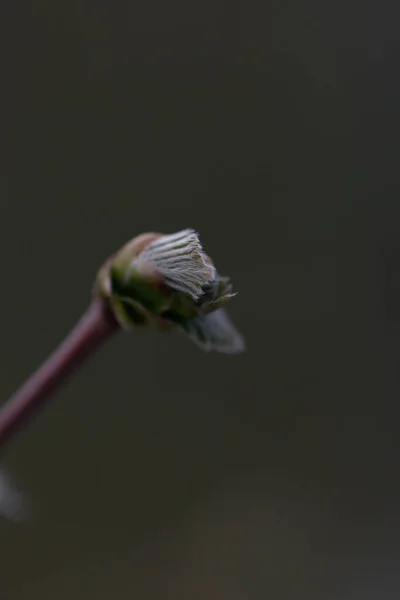 Bourgeon Fleuri Poussant Dans Jardin Printemps — Photo