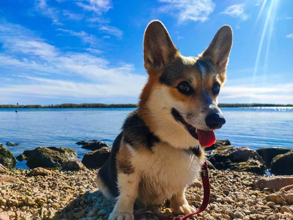 Primo Piano Simpatico Corgi Pembroke Gallese Sulla Spiaggia Ebro Delta — Foto Stock