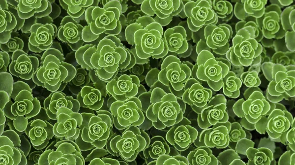 Una Textura Pequeñas Plantas Suculentas Verdes — Foto de Stock