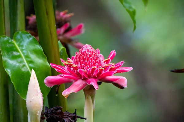 Primer Plano Una Flor Jengibre Rosa Flor — Foto de Stock