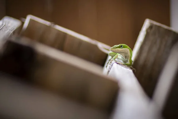 Lézard Anole Sur Une Surface Bois — Photo