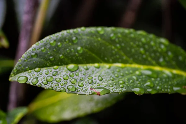 Primo Piano Gocce Acqua Una Foglia Verde Una Pianta Dopo — Foto Stock