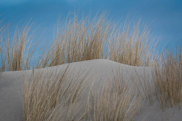 Ένα Φυσικό Τοπίο Από Χορτάρι Αμμόλοφου Έναν Αμμόλοφο Γαλάζιο Ουρανό — Φωτογραφία Αρχείου