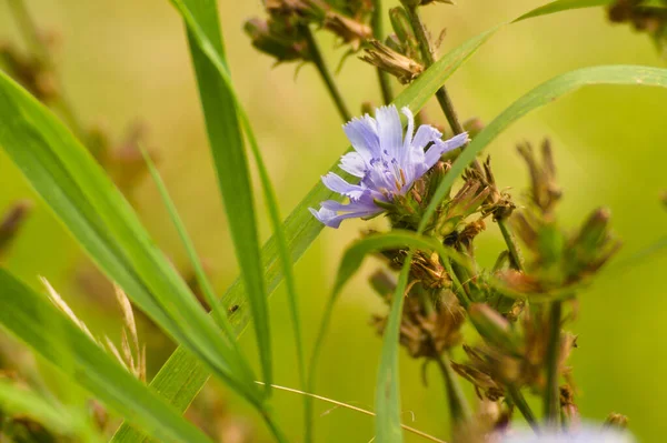 Närbild Vacker Lila Chicory Blomma Trädgården Solljuset — Stockfoto