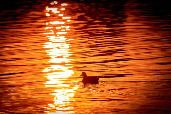 Une Silhouette Canard Sur Eau Lac Reflétant Lumière Soleil Dans — Photo