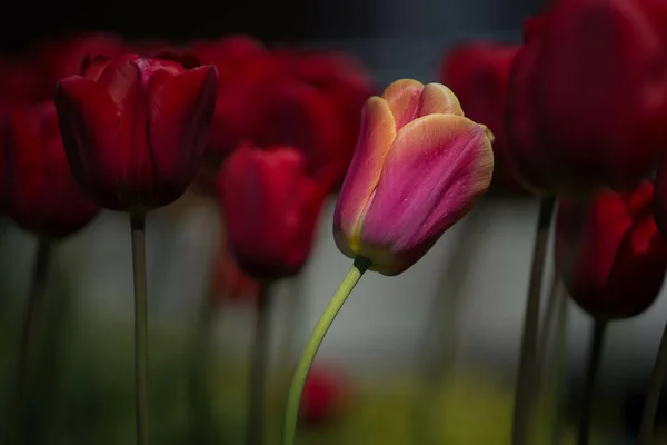 Close Campo Com Tulipas Com Fundo Embaçado — Fotografia de Stock