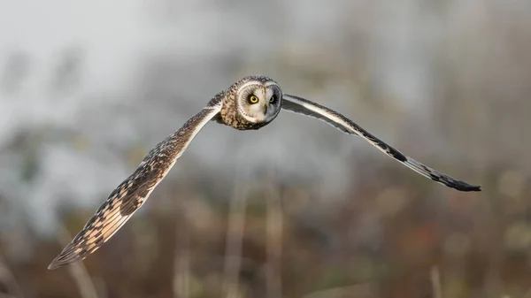 Closeup Shot Owl Flying Meadow — Stock Photo, Image