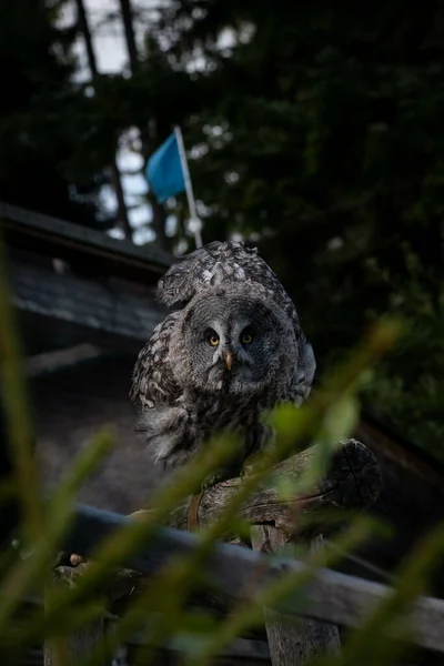 Vertical Shot Great Gray Owl Looking Camera Perched Wooden Post — Stock Photo, Image