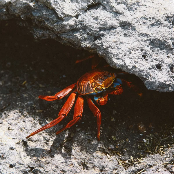 Cangrejo Entre Las Rocas Costa — Foto de Stock