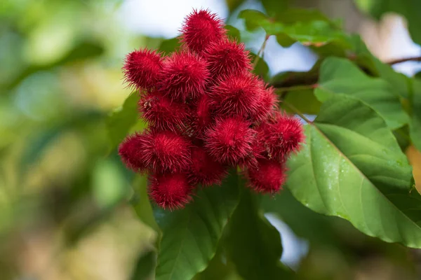 Nahaufnahme Einer Roten Achiote Pflanze Einem Botanischen Garten Von Singapur — Stockfoto