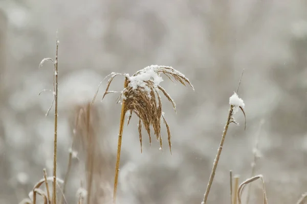 Nahaufnahme Einiger Pflanzen Einem Garten Der Tagsüber Mit Schnee Bedeckt — Stockfoto