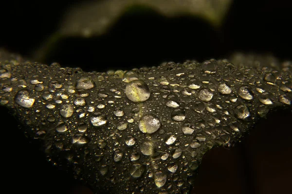 Macro Shot Water Drops Leaf Rain — 图库照片