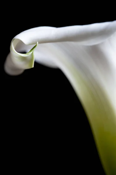 Eine Vertikale Aufnahme Einer Schönen Weißen Lilie Auf Schwarzem Hintergrund — Stockfoto