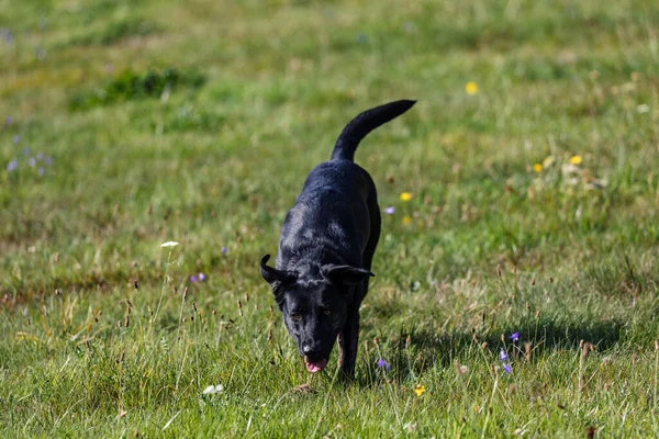 Tarlada Koşan Sevimli Siyah Bir Çoban Köpeği — Stok fotoğraf