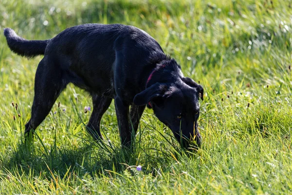 Schattige Zwarte Labrador Retriever Loopt Het Grasveld — Stockfoto