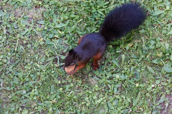 Une Photo Aérienne Mignon Écureuil Debout Sur Sol Vert Mangeant — Photo