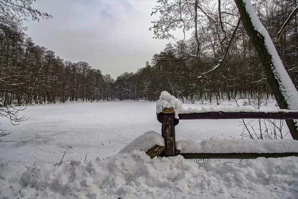 冬に雪に覆われた森の魅惑的なショット — ストック写真