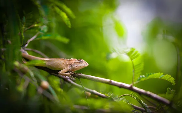 Gros Plan Lézard Sur Branche Arbre Objet Sélectionné — Photo