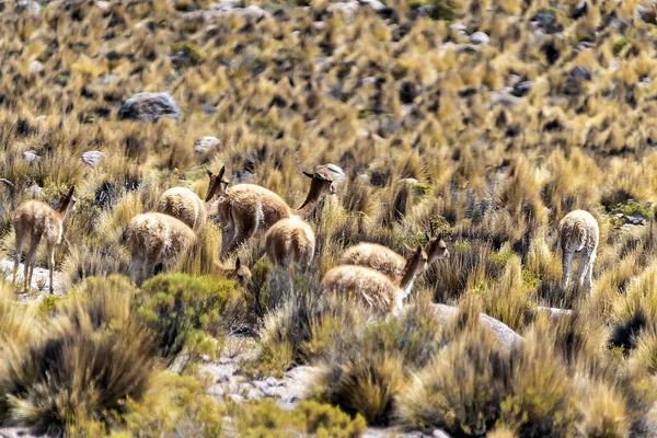 Μια Ομάδα Ζώων Guanaco Στην Έρημο Στο Βόρειο Τμήμα Της — Φωτογραφία Αρχείου
