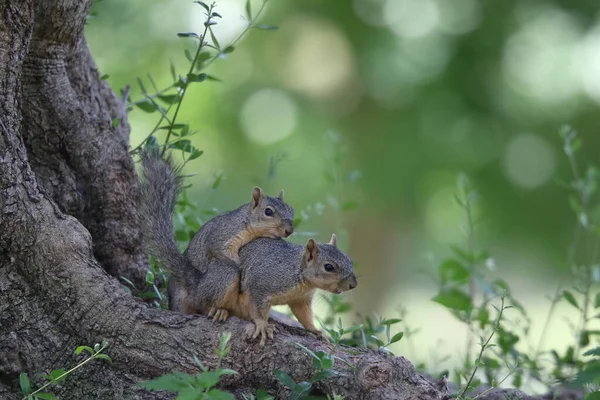 Nahaufnahme Von Zwei Brütenden Eichhörnchen — Stockfoto