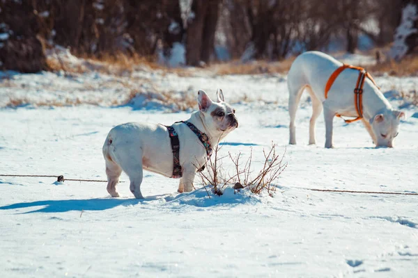 Bulldog Francês Neve — Fotografia de Stock